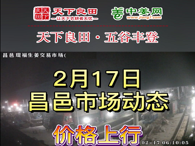 2月17日 昌邑生姜交易实况（价格再涨） ()