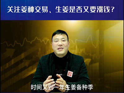 关注姜种交易、生姜是否又要涨钱？ ()