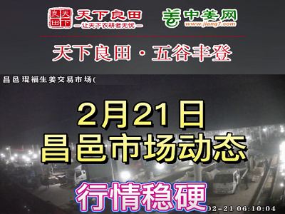 2月21日 昌邑生姜交易实况（行情稳硬） ()