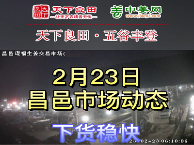 2月23日 昌邑生姜交易实况（下货稳快） ()