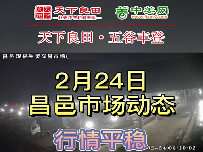 2月24日 昌邑生姜交易实况（行情平稳） ()