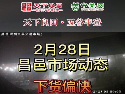 2月28日 昌邑生姜交易实况（下货偏快） ()