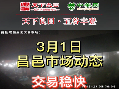 3月1日 昌邑生姜交易实况（交易稳快） ()
