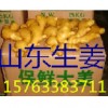 山东生姜产地 山农一号姜种高产368姜种 山东小姜价格
