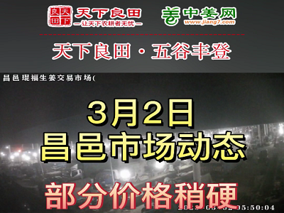 3月2日 昌邑生姜交易实况（下货偏快） ()