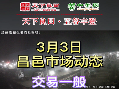 3月3日 昌邑生姜交易实况（行情平稳） ()