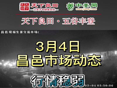 3月4日 昌邑生姜交易实况（行情稳弱） ()