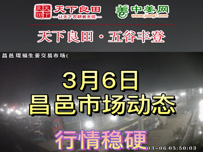 3月6日 昌邑生姜交易实况（行情稳硬） ()
