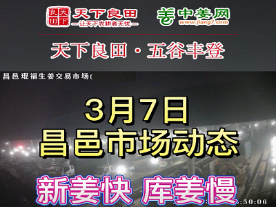 3月7日 昌邑生姜交易实况（价格稳硬） ()