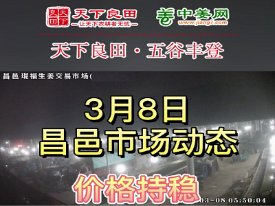 3月8日 昌邑生姜交易实况（价格平稳） ()