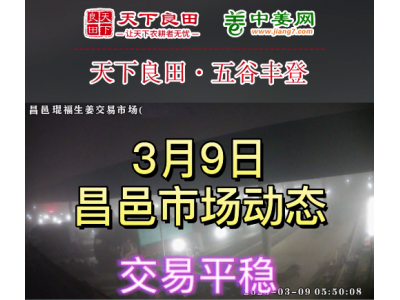 3月9日 昌邑生姜交易实况（价格平稳） ()