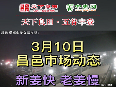3月10日 昌邑生姜交易实况（行情稳硬） ()
