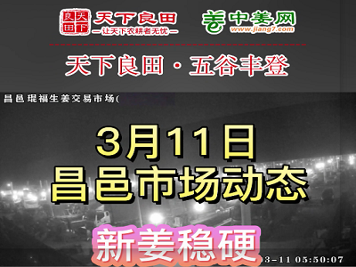 3月11日 昌邑生姜交易实况（价格上浮） ()