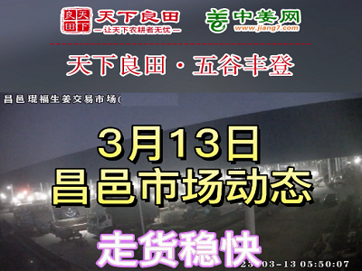 3月13日 昌邑生姜交易实况（走货稳快） ()