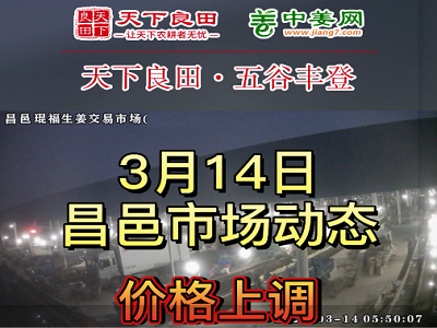 3月14日 昌邑生姜交易实况（价格上涨） ()