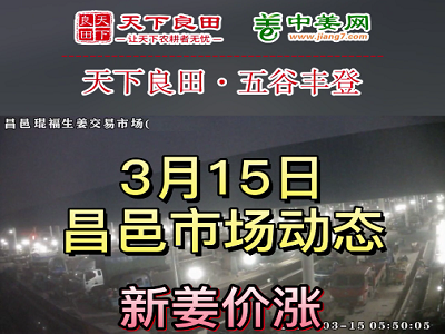 3月15日 昌邑生姜交易实况（价格再涨） ()