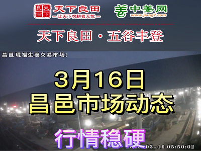 3月16日 昌邑生姜交易实况（价格稳硬） ()