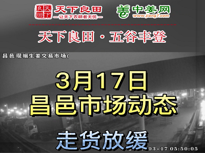 3月17日 昌邑生姜交易实况（价格稍弱） ()