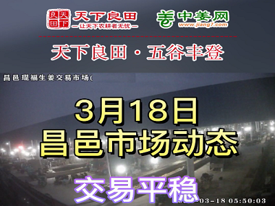 3月18日 昌邑生姜交易实况（价格平稳） ()