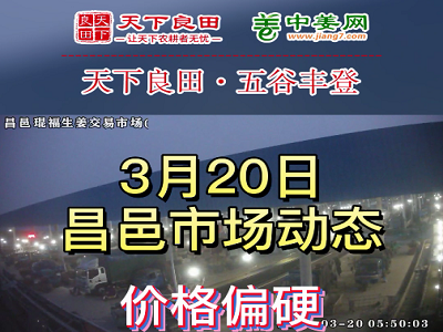 3月20日 昌邑生姜交易实况（价格上涨） ()