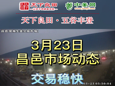 3月23日 昌邑生姜交易实况（交易稳快） ()