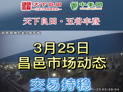 3月25日 昌邑生姜交易实况（交易持稳） ()