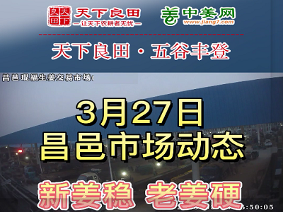 3月27日 昌邑生姜交易实况（行情稳硬） ()