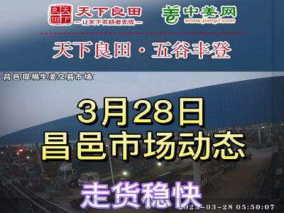 3月28日 昌邑生姜交易实况（走货稳快） ()