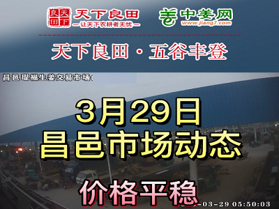 3月29日 昌邑生姜交易实况（价格平稳） ()