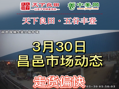 3月30日 昌邑生姜交易实况（走货偏快） ()