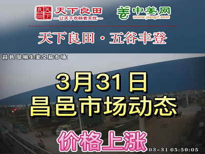 3月31日 昌邑生姜交易实况（价格上涨） ()