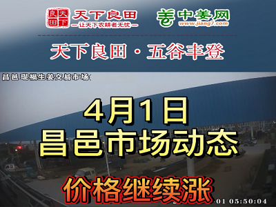 4月1日 昌邑生姜交易实况（价格再涨） ()