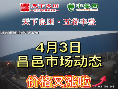 4月3日 昌邑生姜交易实况（价格又涨啦） ()