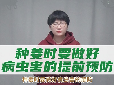 种姜时要做好病虫害的提前预防 ()