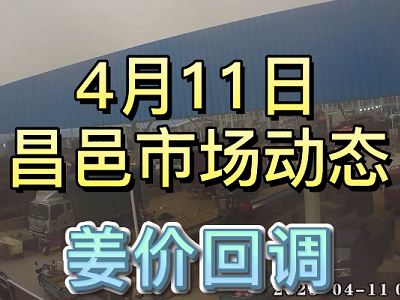 4月11日 昌邑生姜交易实况（姜价回调） ()