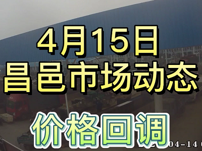 4月15日 昌邑生姜交易实况（价格回调） ()