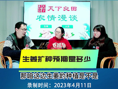 生姜扩种预期是多少？ ()