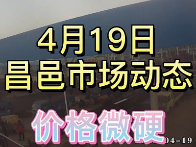 4月19日 昌邑生姜交易实况（价格微硬） ()