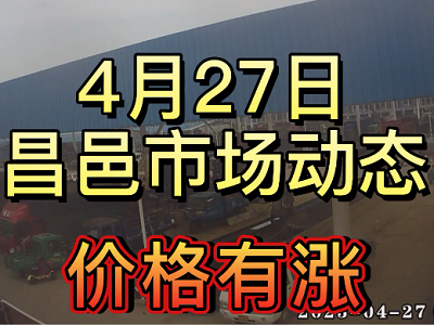 4月27日 昌邑生姜交易实况（价格上涨） ()