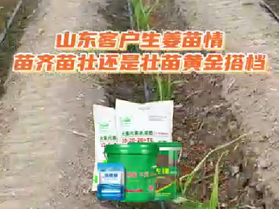 山东客户生姜苗情 ()