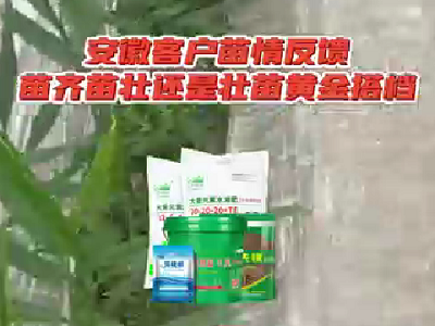 安徽客户苗情反馈 ()