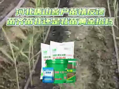 河北唐山客户苗情反馈 ()