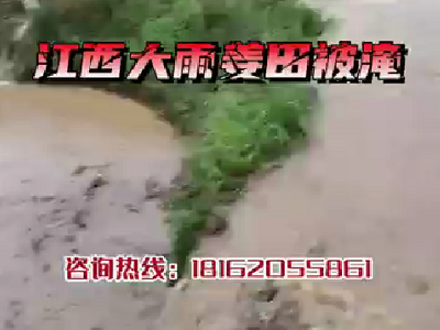 江西大雨姜田被淹 ()