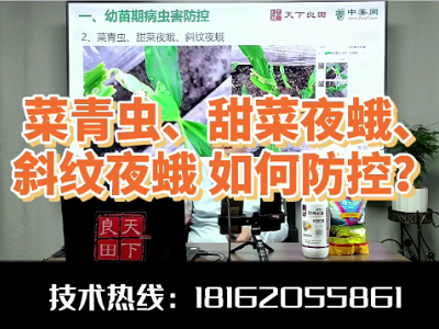 菜青虫、甜菜夜蛾、斜纹夜蛾如何防控？ ()