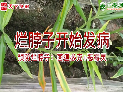 烂脖子开始发病 ()