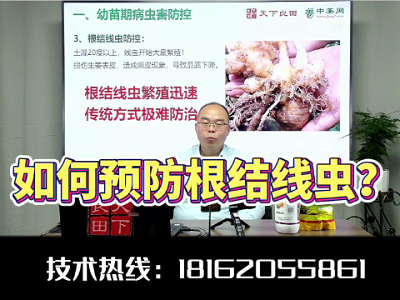 如何预防生姜根结线虫？ ()