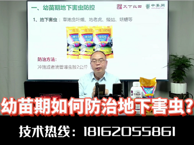 幼苗期如何防控地下害虫？ ()