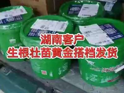 湖南客户生根社苗黄金搭档发货 ()