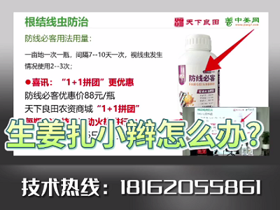 生姜扎小辫怎么办？ ()