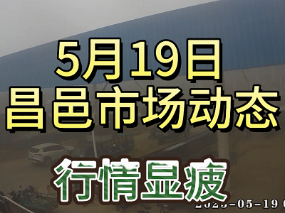 5月19日 昌邑生姜交易实况（行情显疲） ()